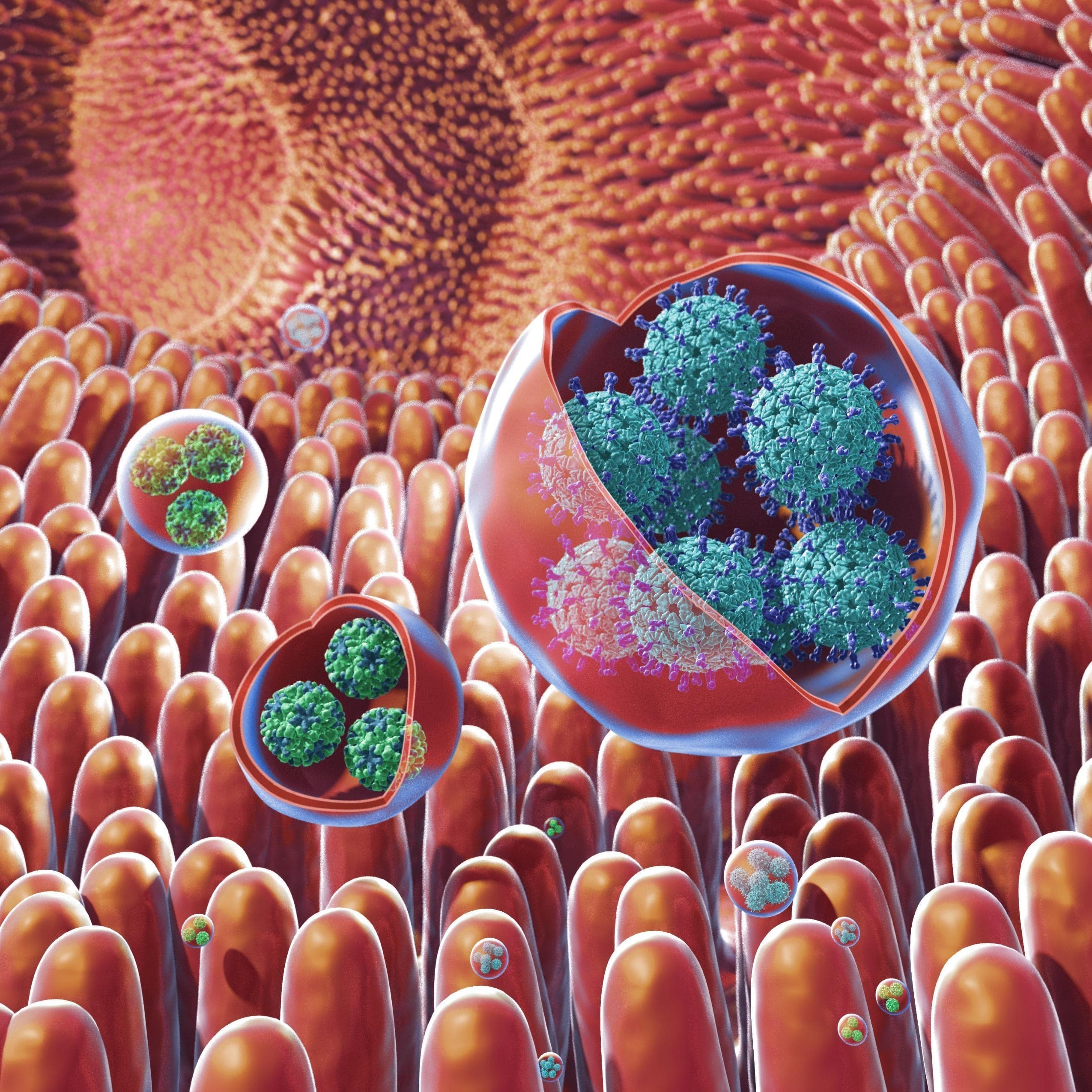 Noroviruses