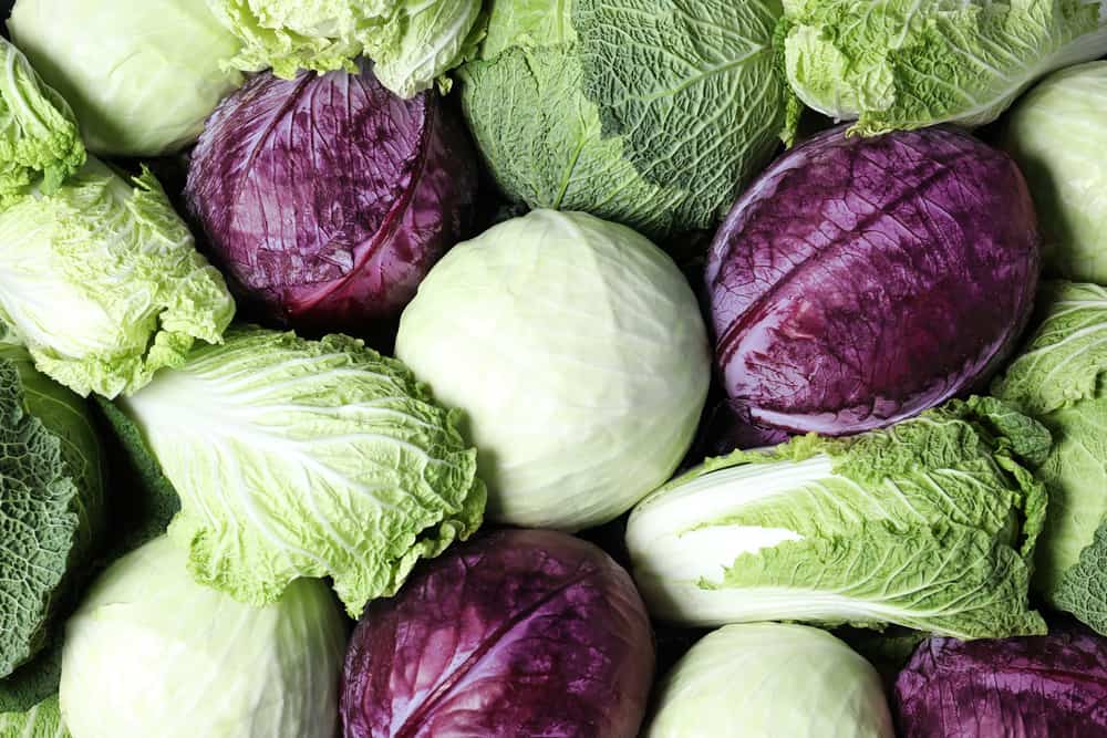 bland diet
