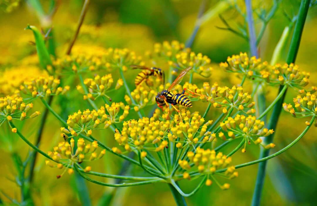fennel