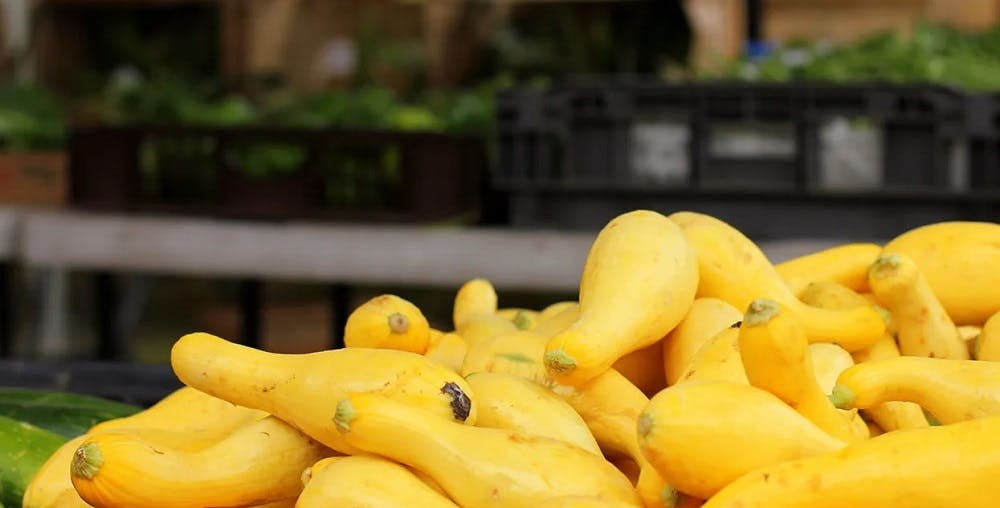 Benefits Of Yellow Squash Nutrition