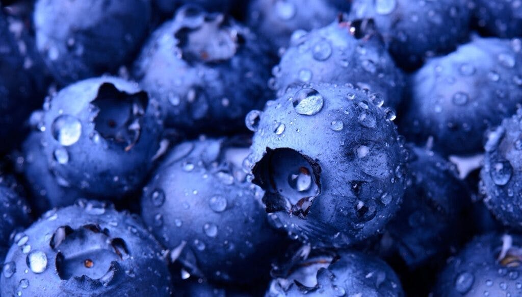 Blueberries Nutrition 