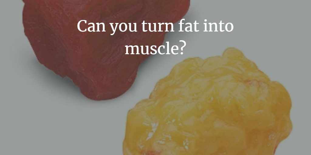 Can Fat Turn Into Muscle