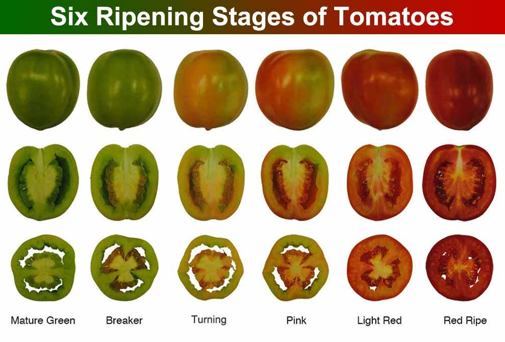 Commercial Ripening Procedure