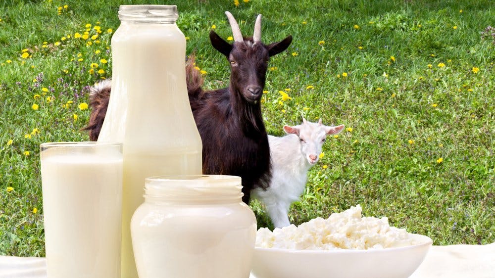 Is Goat's Milk Right For You?