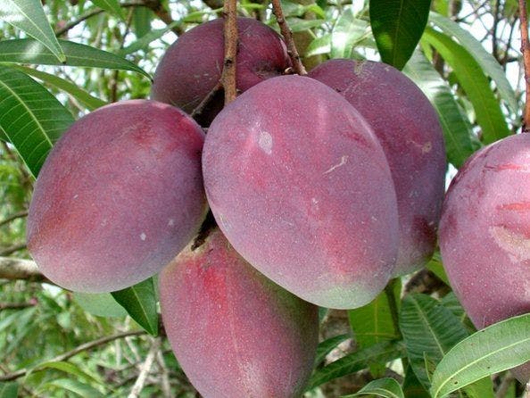 Mangifera Indica 'Irwin,' Also Known As The Red Mango Fruit