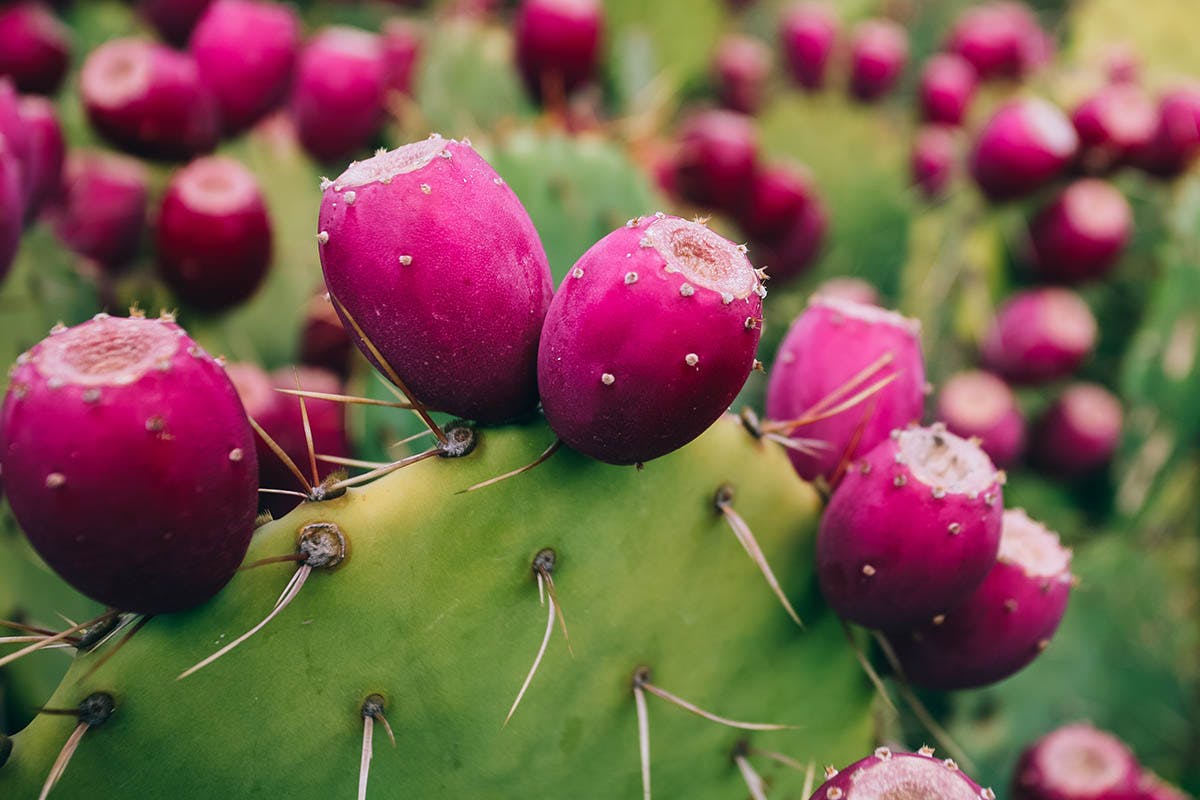 Prickly Pears, Also Known as Red Cactus Fruit 