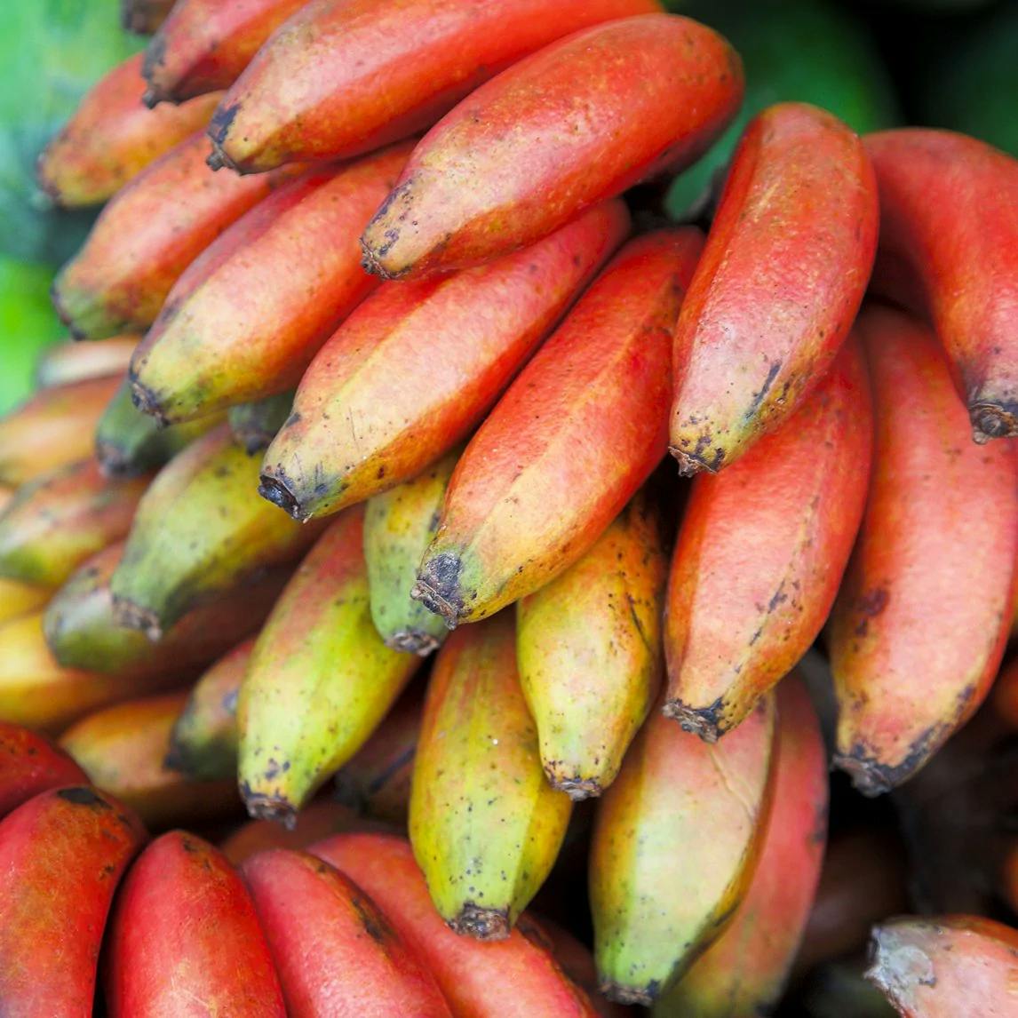 Red Banana (Musa Acuminata 'Red Dacca')