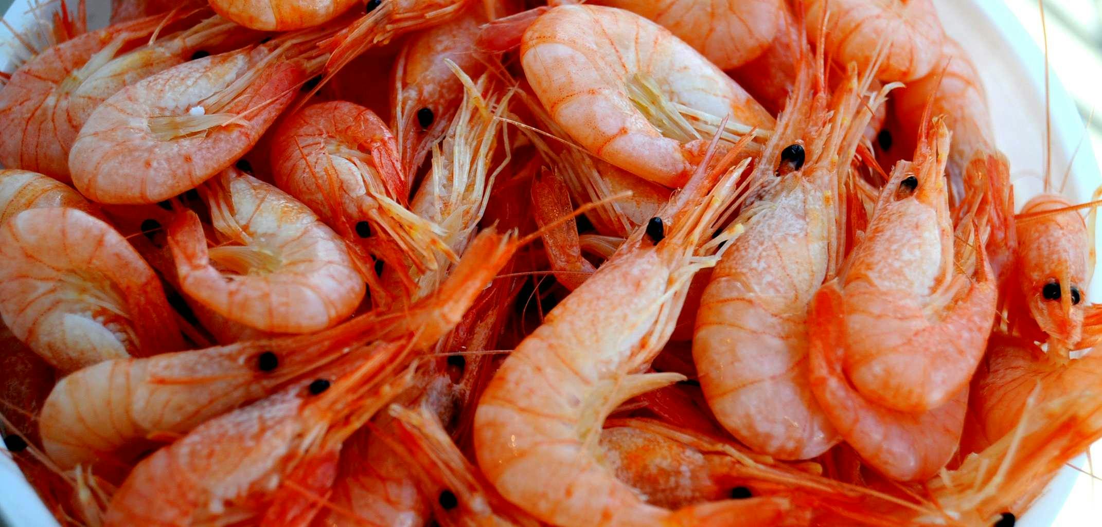Shrimp Contains Antioxidants