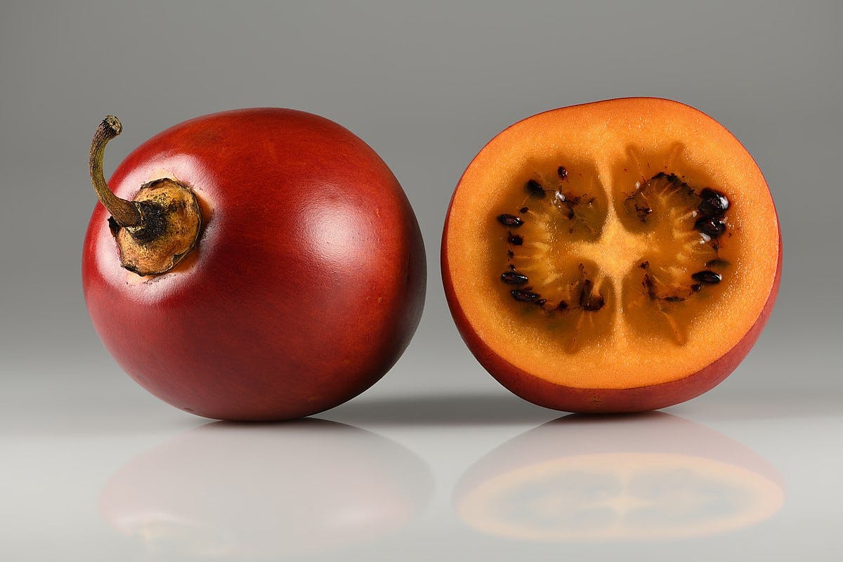 Tamarillo Rojo (Red) (Solanum betaceum)