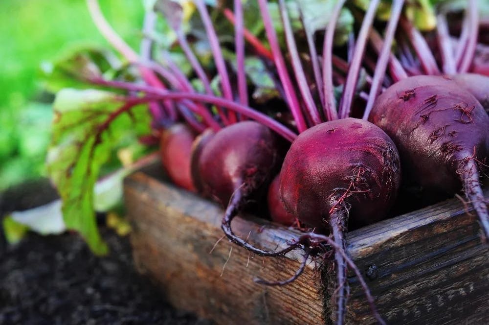 beet Excellent Source of Various Other Minerals